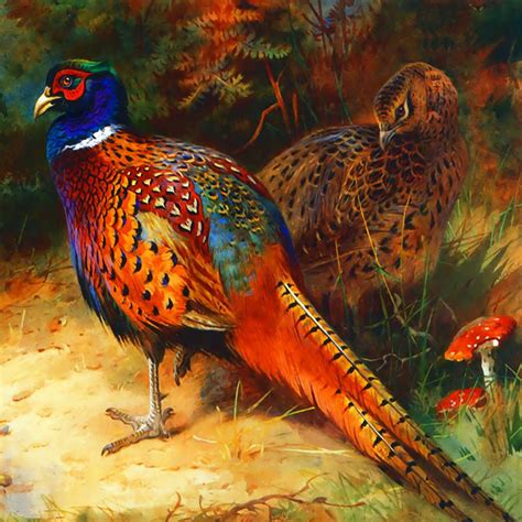 Pheasant Pair Digital Art by Raven SiJohn - Fine Art America