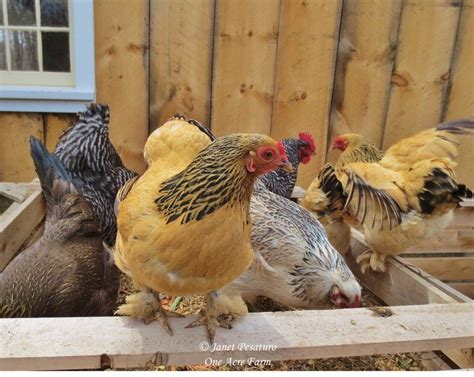 Creating a Chicken Habitat with Tips from Jungle Fowl | Chickens ...