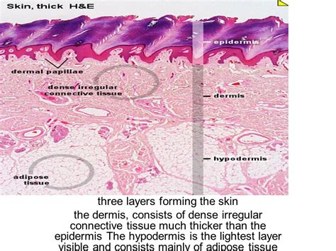 Dense Irregular Connective Tissue Skin