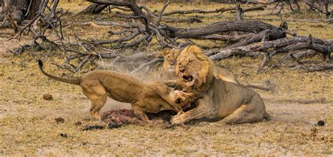 Zimbabwe - Wildlife Photography Africa