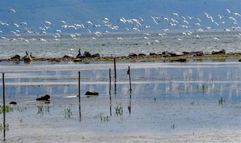 NORTH MACEDONIA-PRESPA LAKE-MIGRATING BIRDS