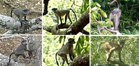 Anthropology Professor Discovers Possible Hybrid Monkey