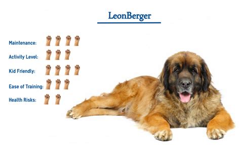 Leonberger Dog Breed… Everything You Need to Know at a Glance!