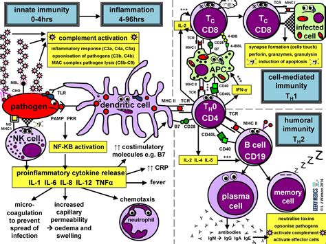 Immune Response | Immune Cell Types | Geeky Medics