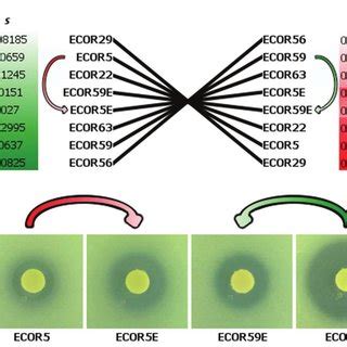 (A) reciprocal, variable trade-off between fitness and susceptibility... | Download Scientific ...