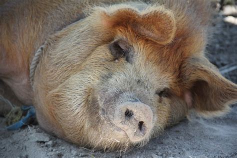 Free photo: Pig, Sleep, Happy Pig, Farm - Free Image on Pixabay - 1028845