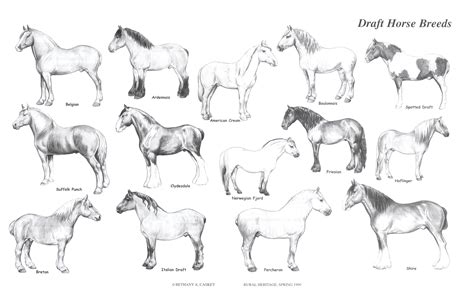 Rural Heritage Draft Horse Breeds Illustration