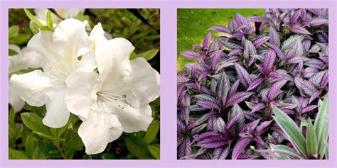 10 Shade-Loving Perennials to Transform Your Garden