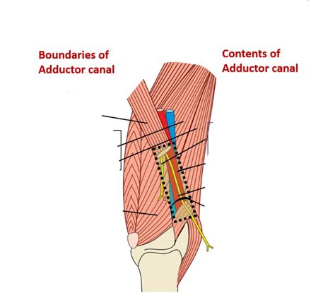 Contents of Adductor Hiatus Diagram | Quizlet