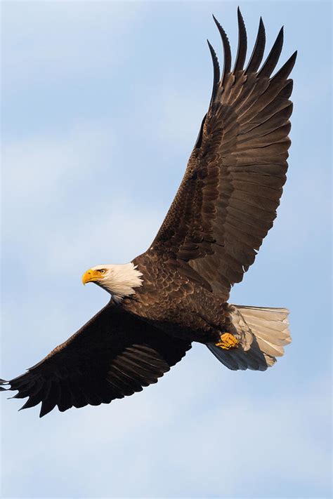 Soaring American Bald Eagle Photograph by Bill Wakeley