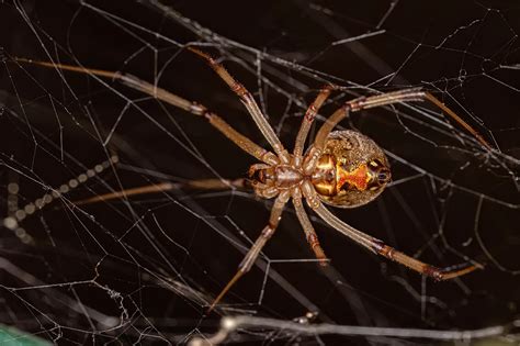 Male Brown Widow Spider Facts