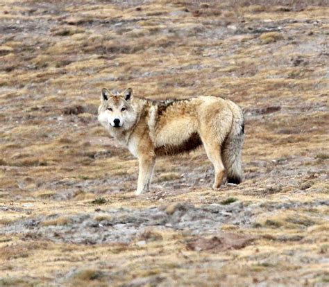 Tibetan Wolf. This spectacular animal graced us with his presence for a ...