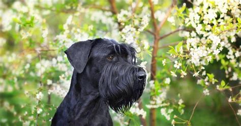 Are Giant Schnauzer The Most Intelligent Dogs