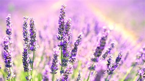 Lavender Desktop Wallpapers - Top Free Lavender Desktop Backgrounds - WallpaperAccess