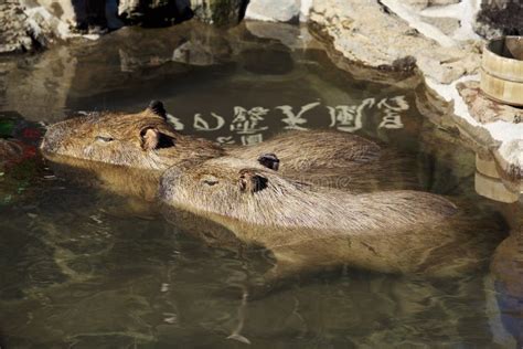 Capybara Which Bathes Hot Springs Stock Photos - Free & Royalty-Free Stock Photos from Dreamstime