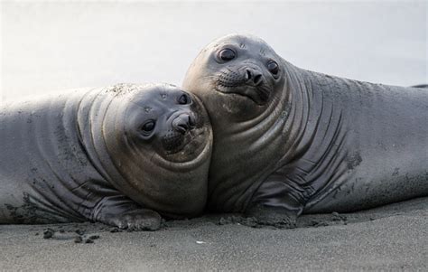 Baby Elephant Seals Cuddling Stock Photo - Download Image Now - iStock