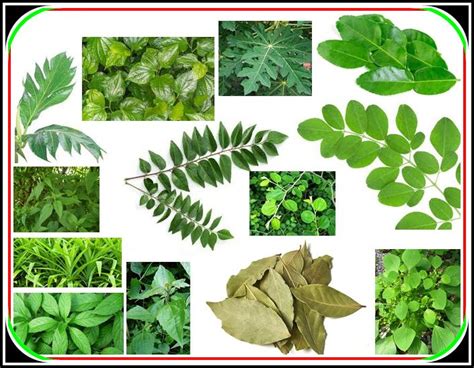 the benefits of herbal plant leaves as medicinal plants - Perry Cantigi