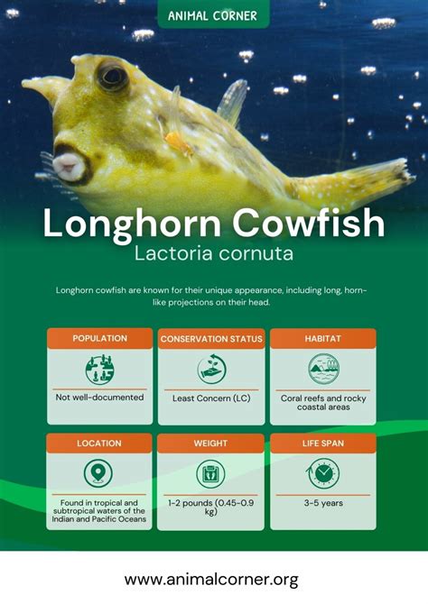 Longhorn Cowfish - Facts, Pictures & Habitat Information