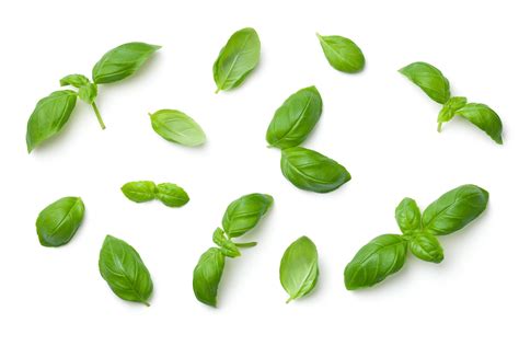 12 Ways to Use Basil Leaves