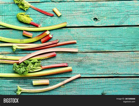 Rhubarb Stems On Image & Photo (Free Trial) | Bigstock