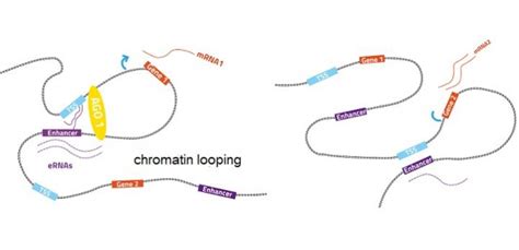 Argonaute proteins help fine-tune gene expres | EurekAlert!