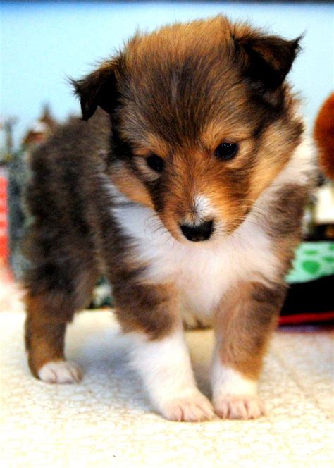 Is There A Miniature Sheltie