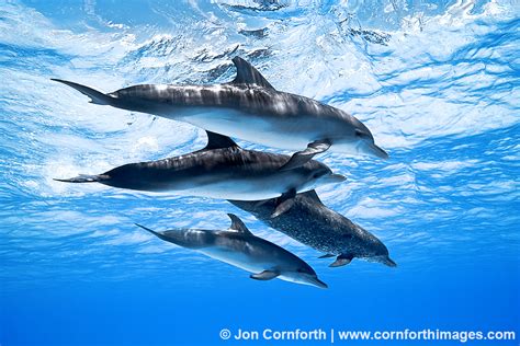 Atlantic Spotted Dolphin 6 Photo, Picture, Print | Cornforth Images