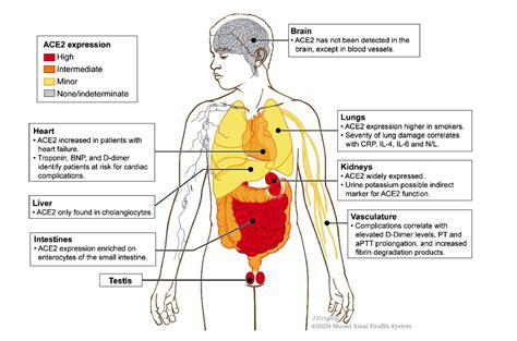 ISMMS Med Ed App - COVID-19 Figures and Charts