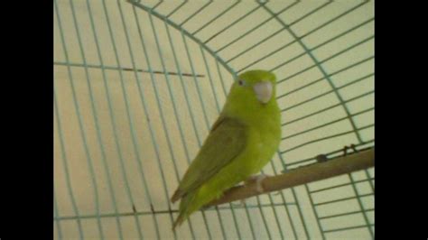 breeding parrotlet - YouTube