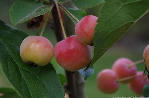 Crab Apples (2) | La Rabine Jardin | La Rabine Jardin Blog - un jardin bio, éco-responsable en ...