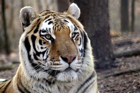 Rajah Tiger - Carolina Tiger Rescue