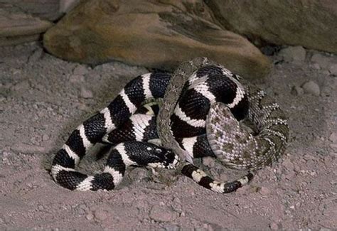 California Kingsnake in a Fight with a Rattlesnake (7 pics) - Izismile.com