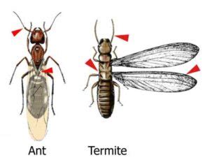 Peak Termite Season in Austin | Aztec Organic Pest Service