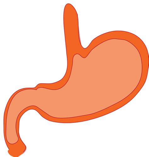 Free vector graphic: Stomach, Anatomy, Human Body - Free Image on Pixabay - 310730