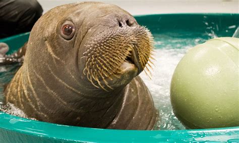 New York Aquarium: Meet Mitik, the 15-week-old orphaned baby walrus moving to NYC after his ...