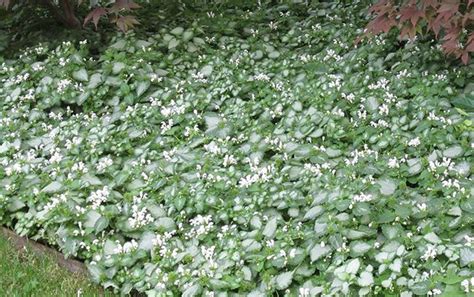 Drought Tolerant Ground Cover For Shade - ground cover is best