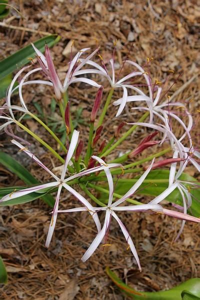 Crinum Lily, Crinum Lilies, Crinium | Plant Delights Nursery | Flower ...