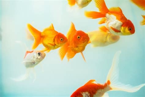 10 Best Online Vendors for Goldfish in 2024 – Reviews & Top Picks | Pet Keen