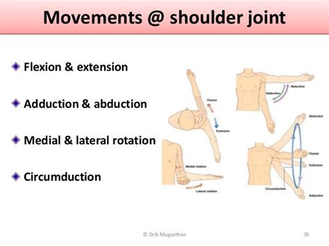 SHOULDER JOINT