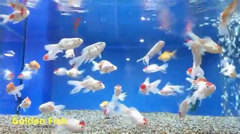 Most Beautiful & Colorful Aquarium Fishes - YouTube