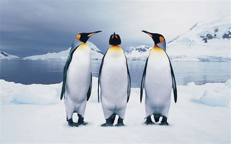 🔥 [50+] King Penguin Wallpapers | WallpaperSafari