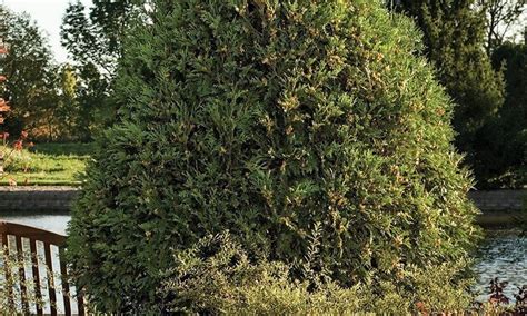 Technito Arborvitae | Knowledgebase | Johnson's Nursery