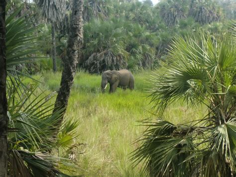 Angola Luanda Mission: Animals in the Wild