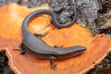 Delicate Grass Skink stock photo. Image of australia - 259246406