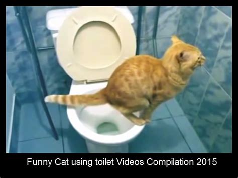 ---Funny Cat using toilet Videos Compilation 2015 - Funny Animals Video ...