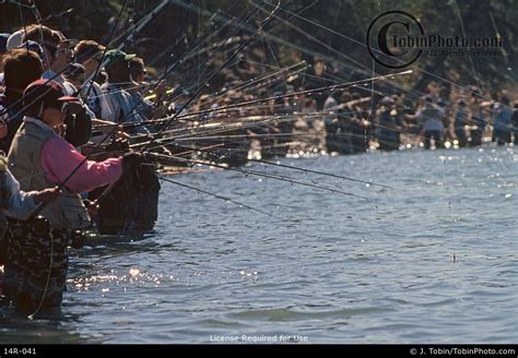 Alaska Combat Fishing Near Russian River