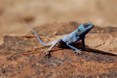 Blue Lizard by Mohammad Asfour on 500px | Blue lizard, Lizard, Nature photography