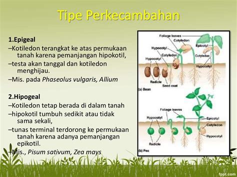 PPT Embriologi Tumbuhan - Perkembangan Embrio dan Biji