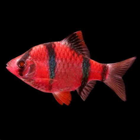 Starfire Red GloFish Barb - Puntius tetrazona | Glofish, Community ...