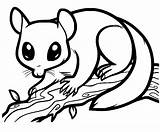 Opossum Coloring Page sketch template